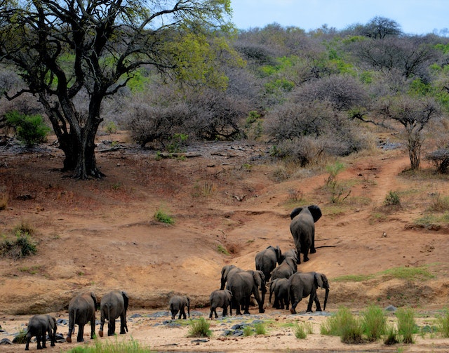 Le Parc National du W et le marché de Niamey : Une aventure unique au Niger